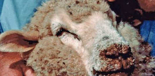 Памятка по оспе овец и коз и заразному узелковому (нодулярному) дерматиту крупного рогатого скота